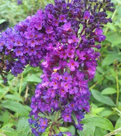 Butterfly Bush Guinevere